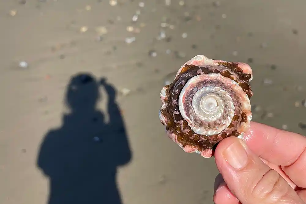 shell on the beach